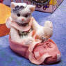"We Are Partners in the Dance of Life" A Calico Kitten in a Ballet Slipper 4 1/4 inches by 5 1/4 inches