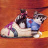 "Your Friendship Keeps Me Fit" A Calico Kitten in a Running Shoe 4 inches by 5 inches