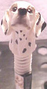 Dalmatian Ball Point Pen