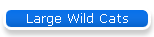 Large Wild Cats