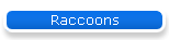 Raccoons