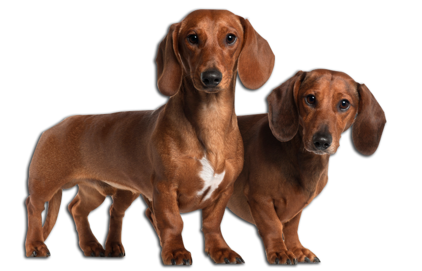 dachshund image