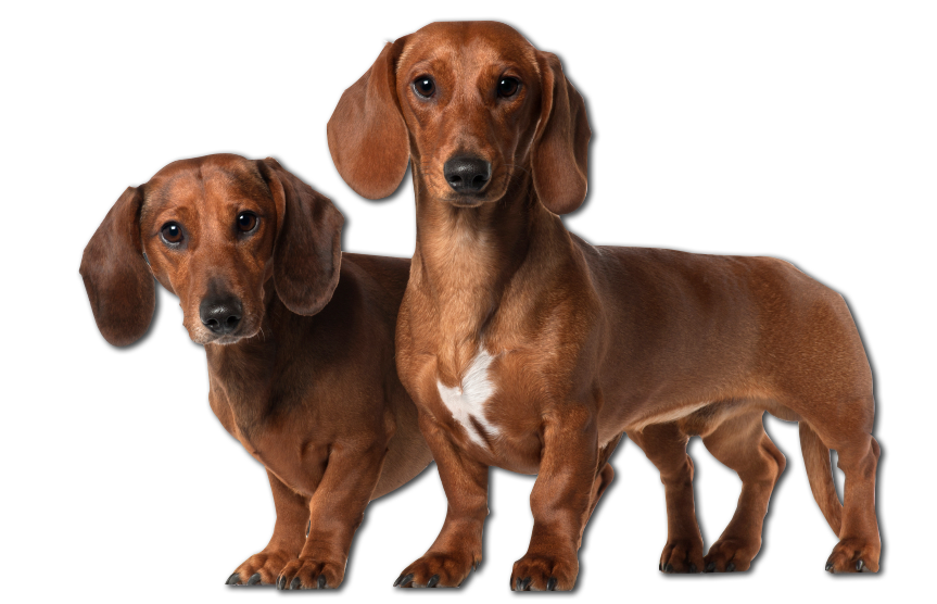 dachshund image