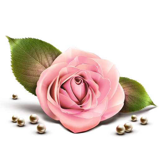 pink rose image