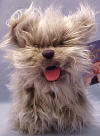 Wizard of Oz - Toto 9 inches long