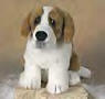 Lou Rankin Plush Little Friend Alps the St. Bernard - Retired 8/01 