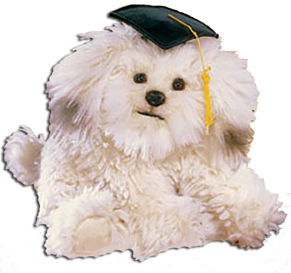 Graduation Old English Sheepdogs