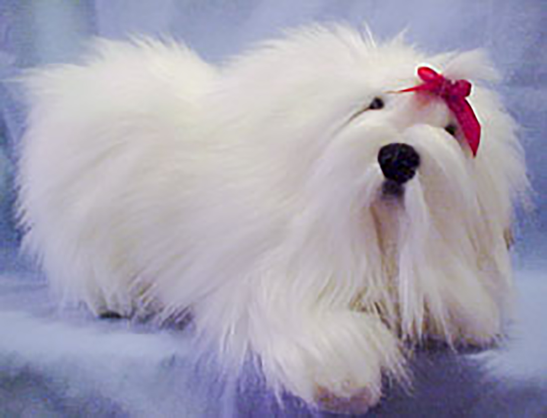 Lou Rankin Plush Dulcie the Maltese Stuffed Animal Lou Rankin Plush Dulcie the Maltese Stuffed Animal - has been retired